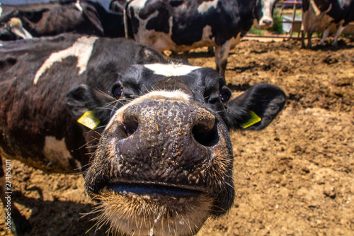 Cow Close up photo