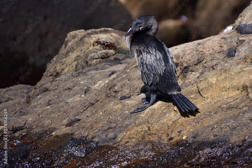 Obraz premium CORMORÁN, GALÁPAGOS