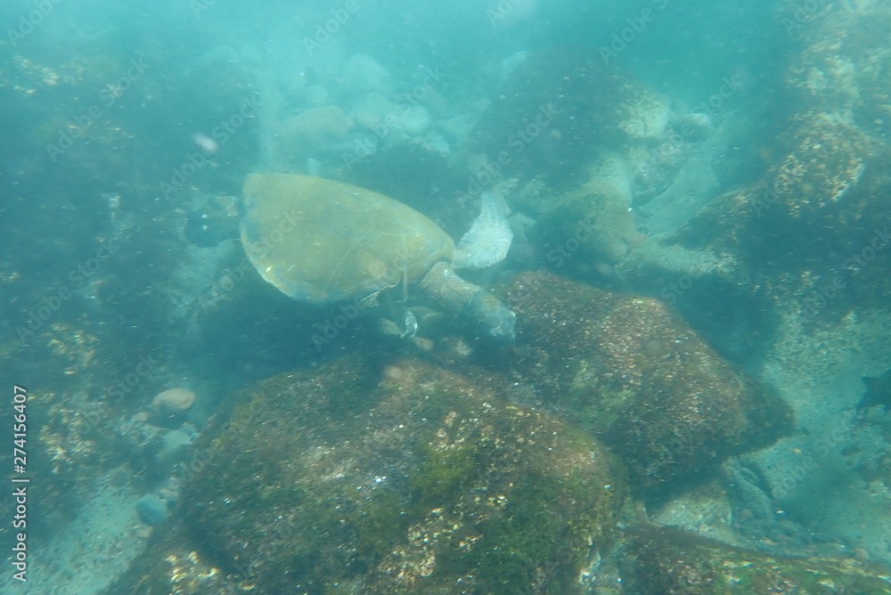 Fototapeta premium TORTUGA MARINA, GALÁPAGOS