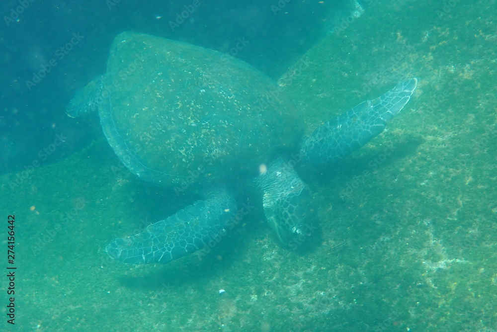 Fototapeta premium TORTUGA MARINA, GALÁPAGOS