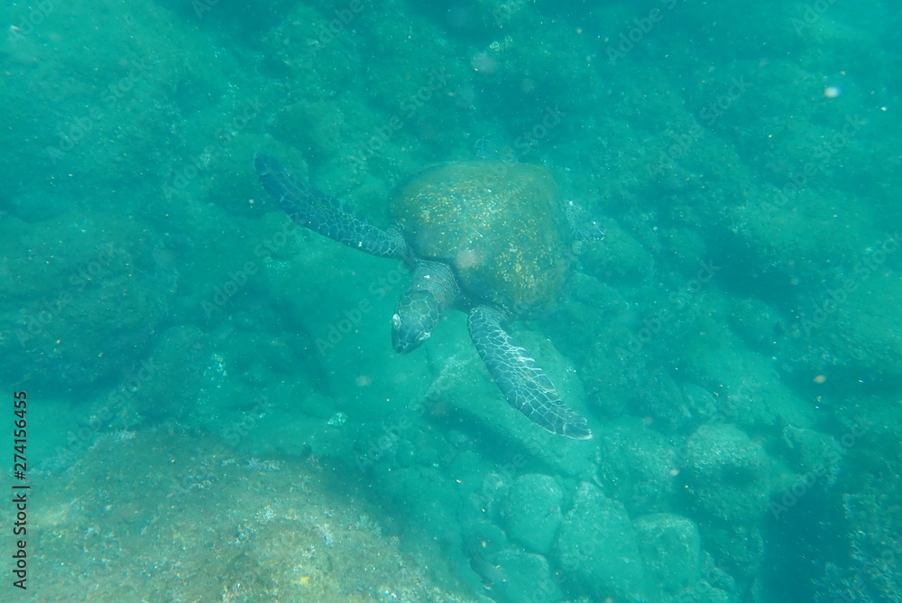 Naklejka premium TORTUGA MARINA, GALÁPAGOS