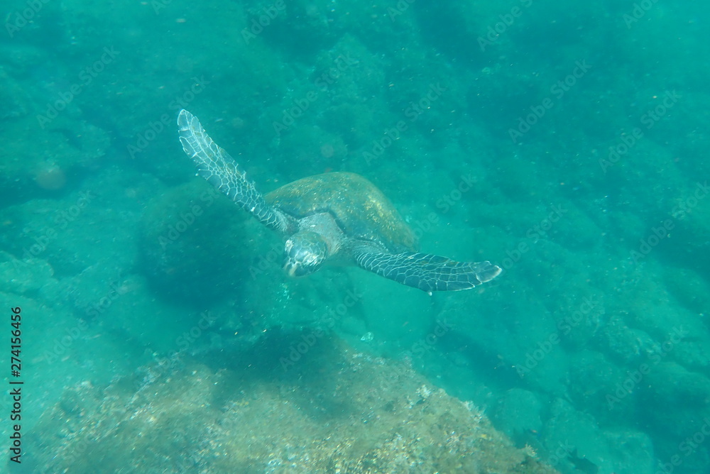 Obraz premium TORTUGA MARINA, GALÁPAGOS