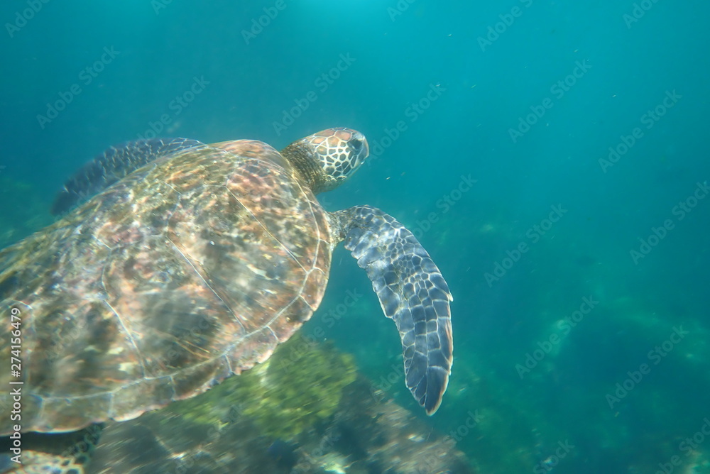 Obraz premium TORTUGA MARINA, GALÁPAGOS