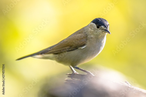 Eurasian blackcap on bright green background