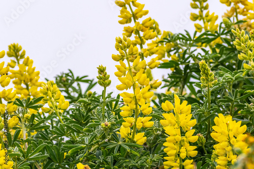 Coastal bush lupine (Lupinus arboreus) blooming on the Pacific Ocean coastline, California