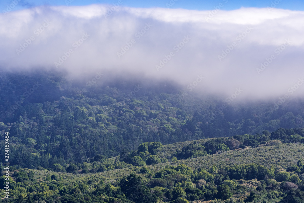 Clouds and fog covering hills covered in evergreen forests and chaparral in the Santa Cruz mountains, San Mateo county, San Francisco bay area
