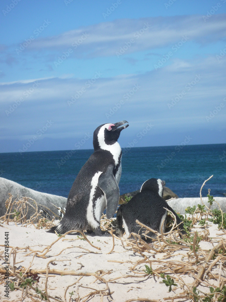 Obraz premium penguin in capetown southafrica