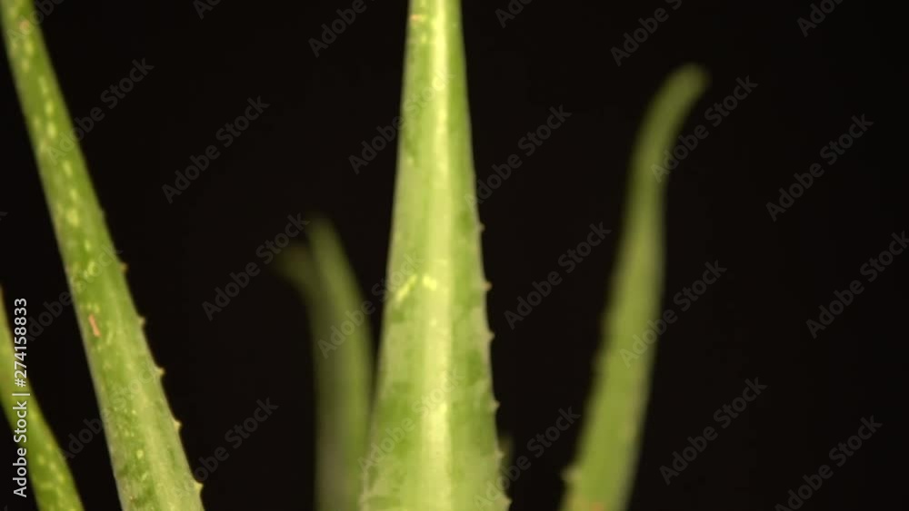 Front view of Aloe vera flower plant at all frame. Beauty cream and cosmetic, natural medicine and care for the body skin, motion video with floral herb slightly cropped on the frame. 4k. Front view of Aloe vera flower plant at all frame. Beauty cream and cosmetic, natural medicine and care for the body skin, motion video with floral herb slightly cropped on the frame. 4k.