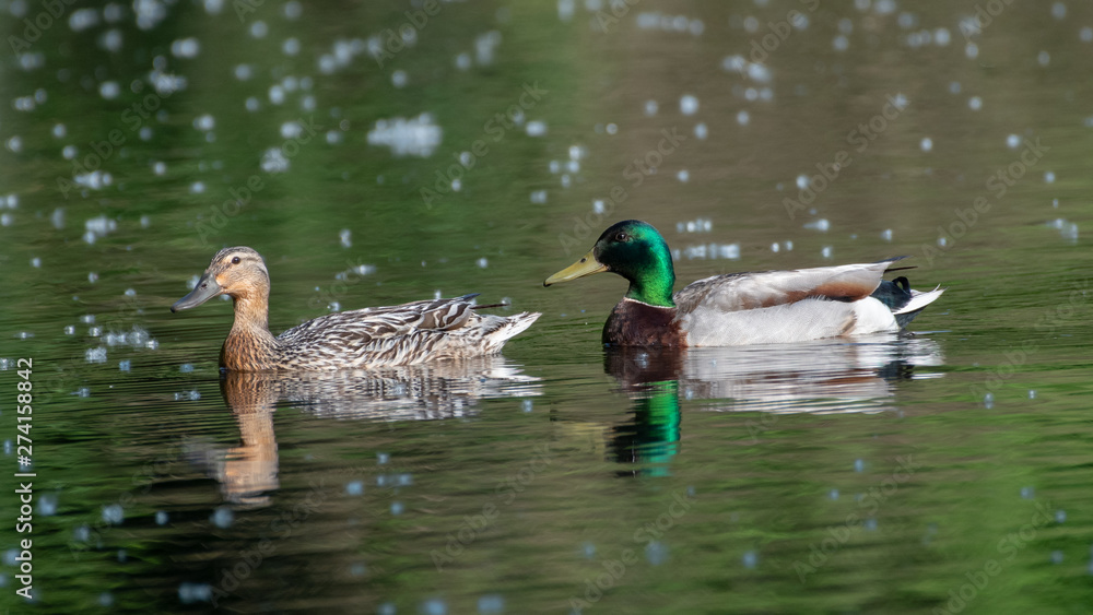 Fototapeta premium ducks in pond