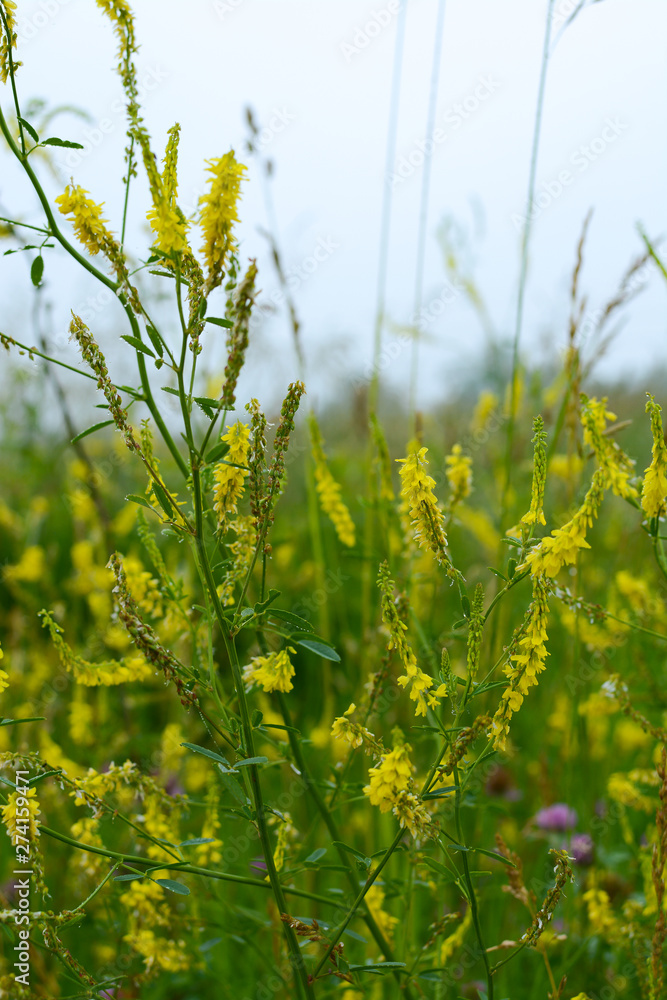 Spring wildflowers Spring wildflowers
