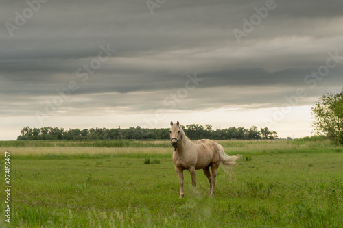 Fototapeta Naklejka Na Ścianę i Meble -  White Horse Stands In Empty Field