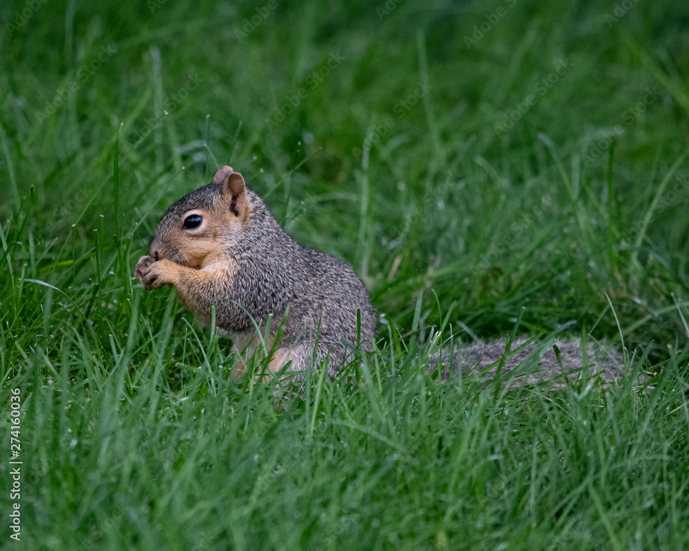 squirrel on the grass squirrel on the grass