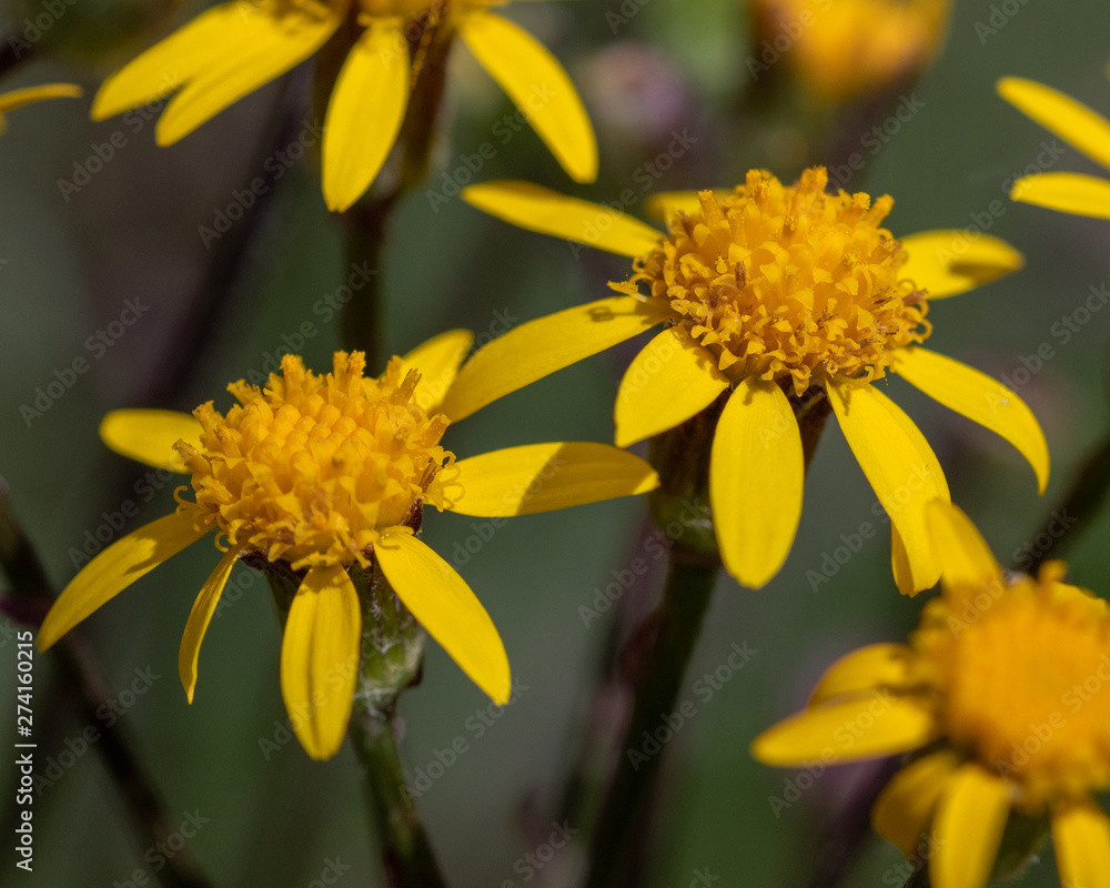 Obraz premium yellow flowers