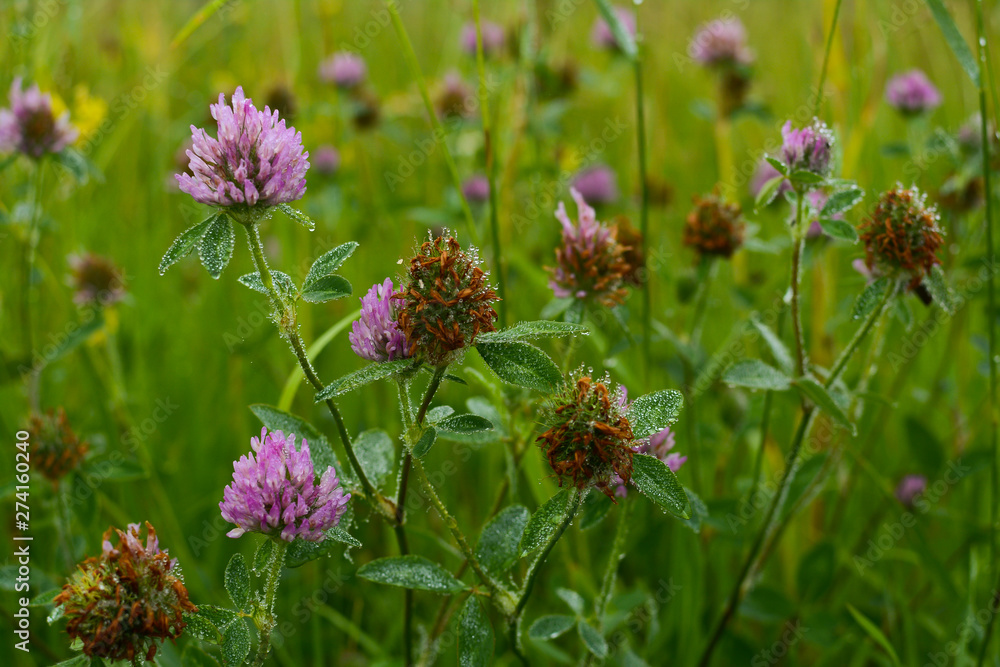 Red clover Red clover