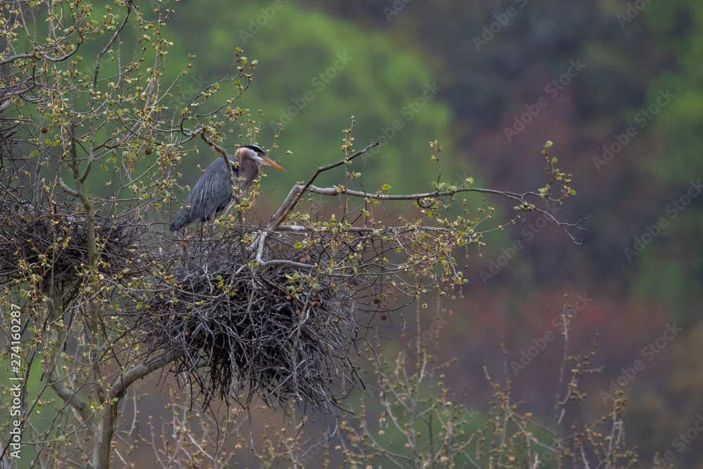 Fotografie great blue heron in tree
