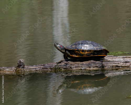 two turtles in a pond