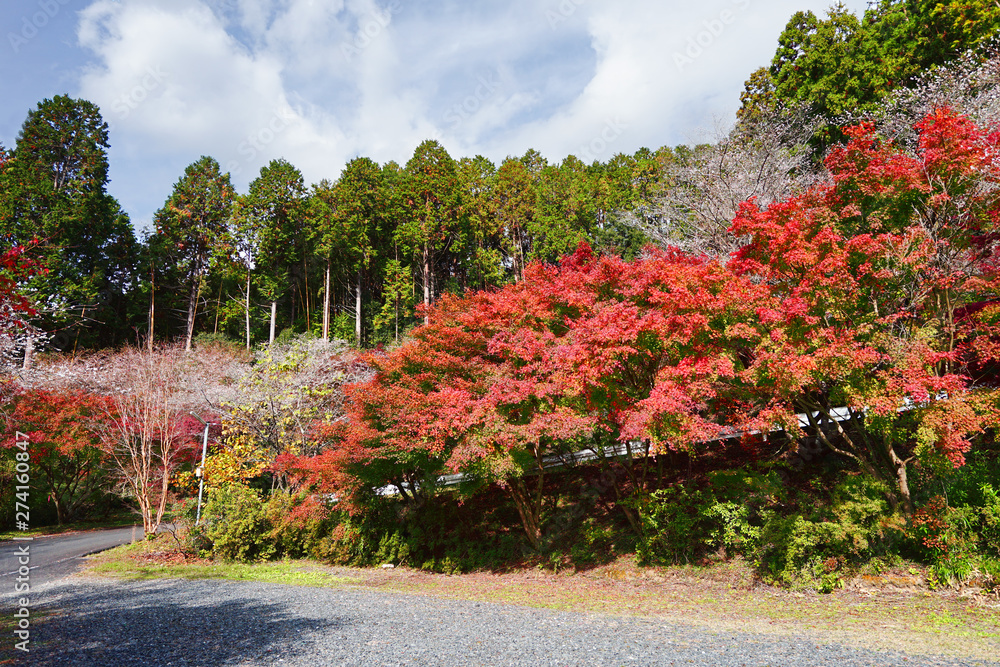 Red maple tree and shikizakura flowers near the country road in autumn Obara city, Japan.