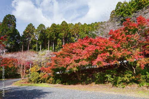 Red maple tree and shikizakura flowers near the country road in autumn Obara city  Japan.