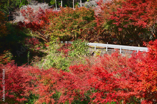 Red maple tree near the country road in autumn Japan. photo