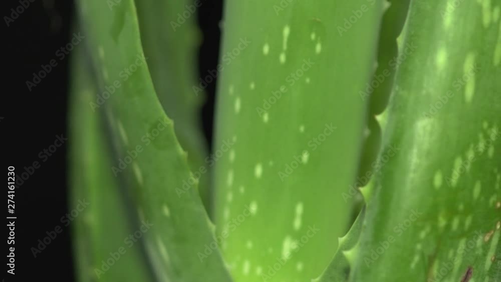 Extreme macro close up view with shifting focus on Aloe Vera plant leaf while rotating, floral background cover the frame in rotation. Beauty and cosmetic cream from Aloe concept. 4k. Extreme macro close up view with shifting focus on Aloe Vera plant leaf while rotating, floral background cover the frame in rotation. Beauty and cosmetic cream from Aloe concept. 4k.