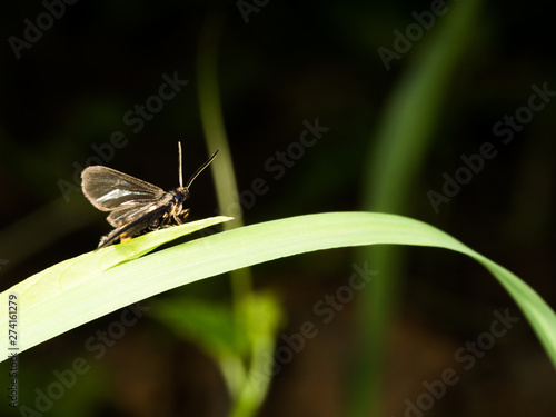 moth walking on grass in garden in morning with black background