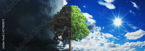 Fényképezés concept tree growing and dry with sky and sun background