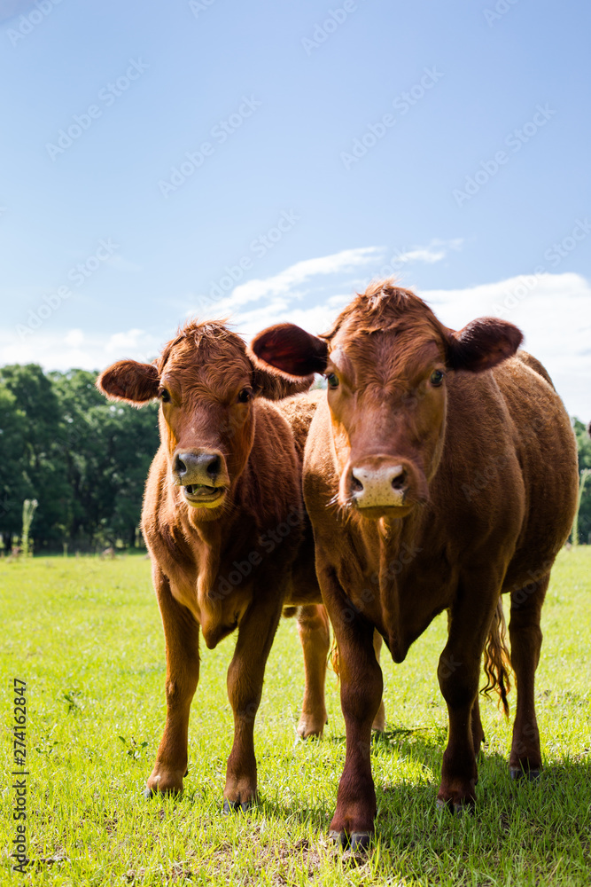 Closeup of Two Brown Calves in a Green Pasture with Blue Sky looking at Camera Closeup of Two Brown Calves in a Green Pasture with Blue Sky looking at Camera