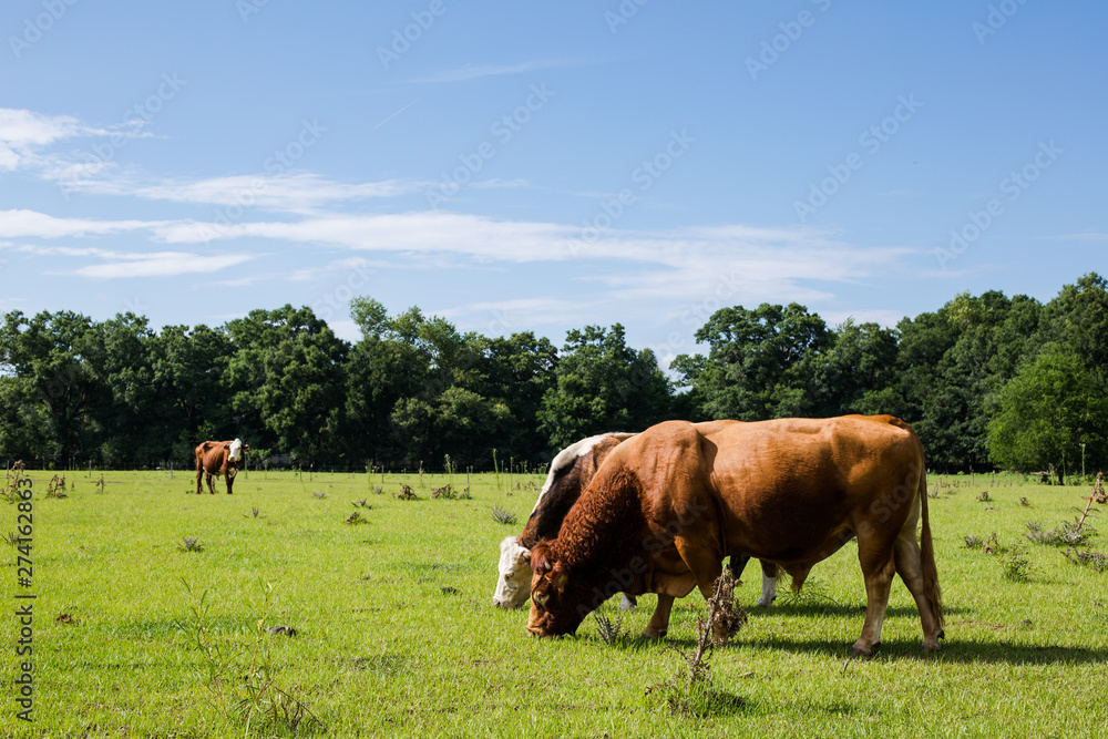 Two Cows (One Bull, One Cow) in a Green Pasture with Blue Sky