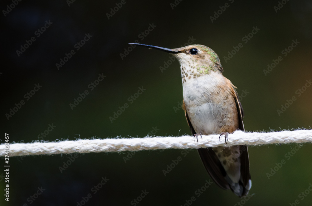Fototapeta premium Rufous Hummingbird Perched on a Piece of White Clothesline