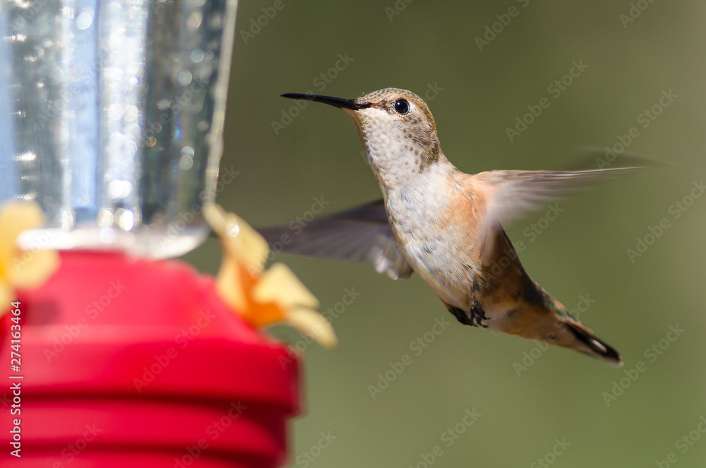 Obraz premium Rufous Hummingbird Arriving at the Feeder for a Meal
