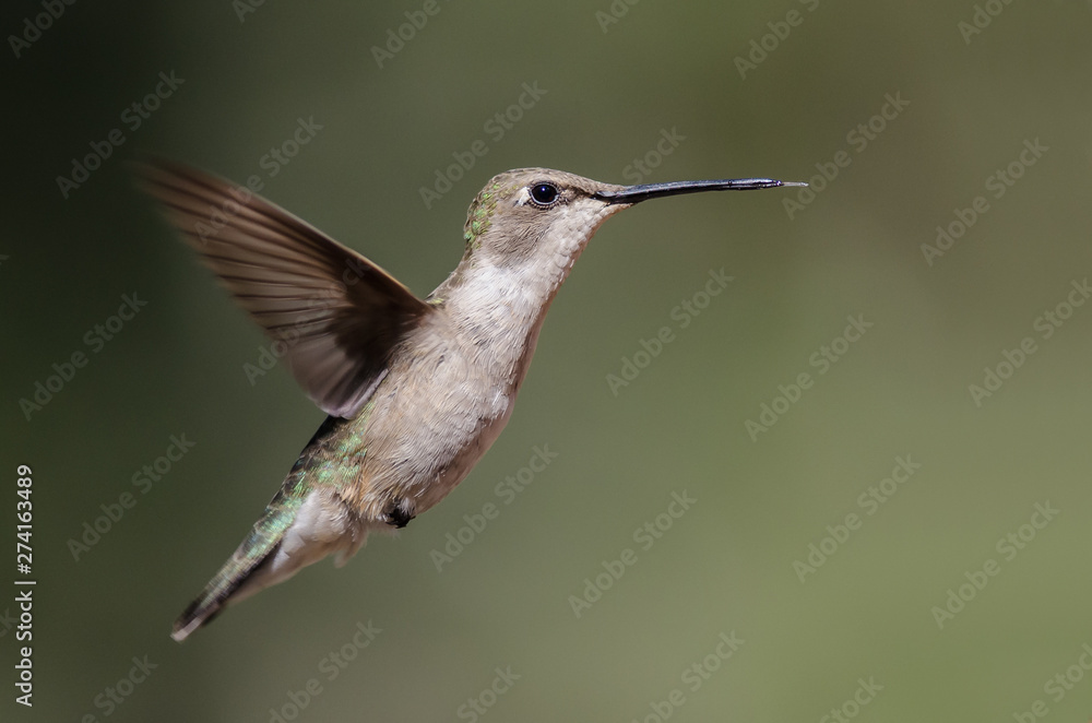 Fototapeta premium Black-Chinned Hummingbird Hovering in Flight Deep in the Forest