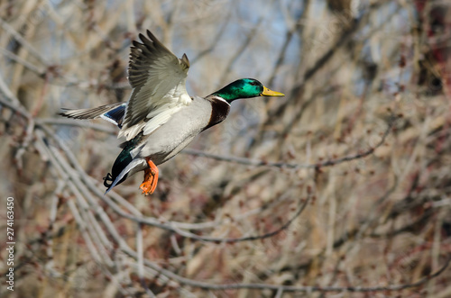 Mallard Duck Flying Past the Winter Trees