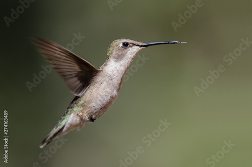 Black-Chinned Hummingbird Hovering in Flight Deep in the Forest