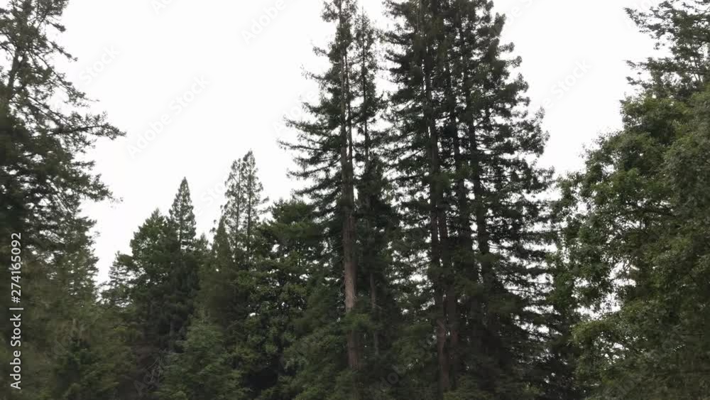 Redwood forest treetops moving camera in 4k Redwood forest treetops moving camera in 4k