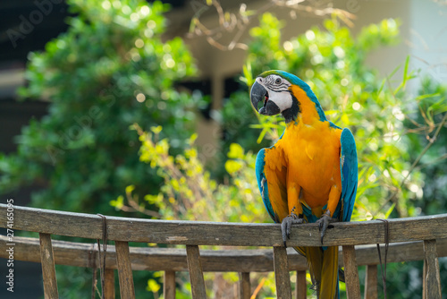 Canvastavla Beautiful macaw perching on wooden oxcart