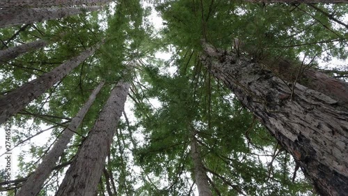 Redwood forest looking up and rotating in 4k photo