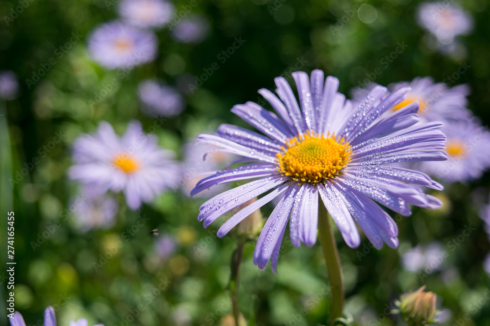 Summer purple flower with drops of dew on a blurred background
