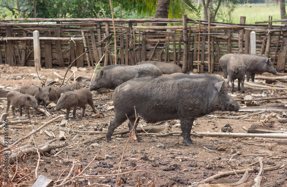 wild boar family on rural farm wild boar family on rural farm