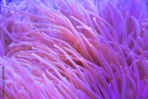 Fototapeta Naklejka Na Ścianę i Meble -  Beautiful sea flower in underwater world with corals and  fish.