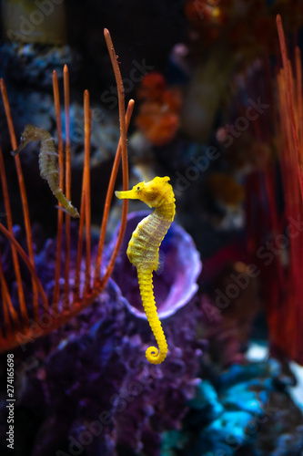 Photography Sea horse in aquarium