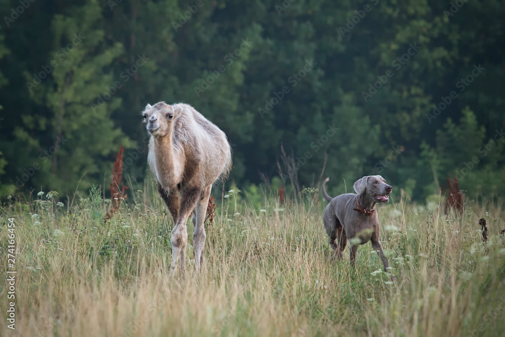 Walk the dog and camel Walk the dog and camel