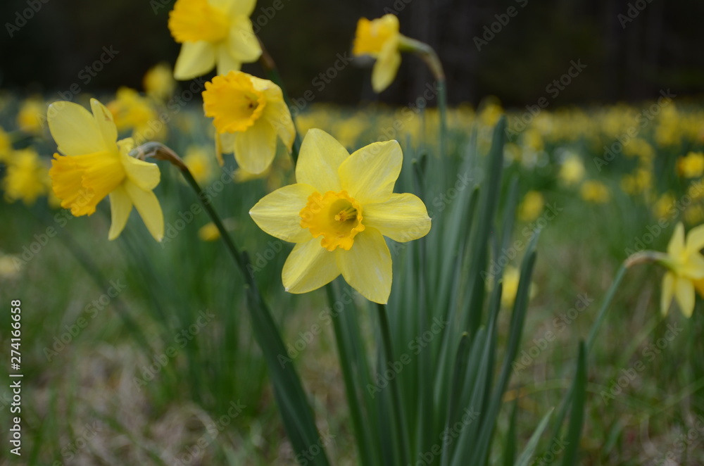 daffodil daffodil