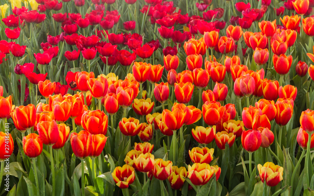 Flower tulips background. Beautiful view of tulips in fog landscape at the middle of spring or summer.