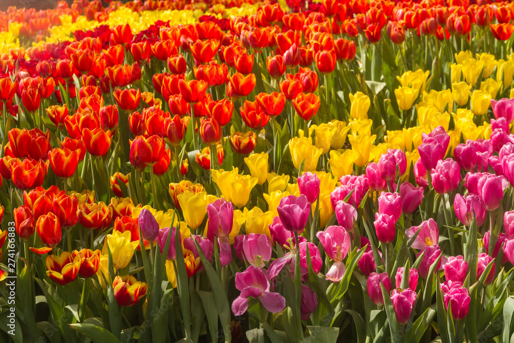 Flower tulips background. Beautiful view of tulips in fog landscape at the middle of spring or summer. Flower tulips background. Beautiful view of tulips in fog landscape at the middle of spring or summer.