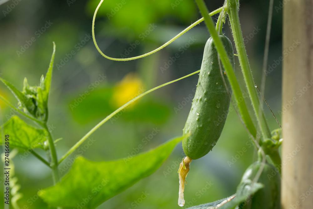 Fresh green cucumber growing in garden, Young plant cucumber with yellow flowers. Fresh green cucumber growing in garden, Young plant cucumber with yellow flowers.