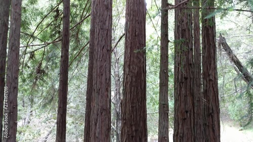 Redwood forest pan up from ground floor photo