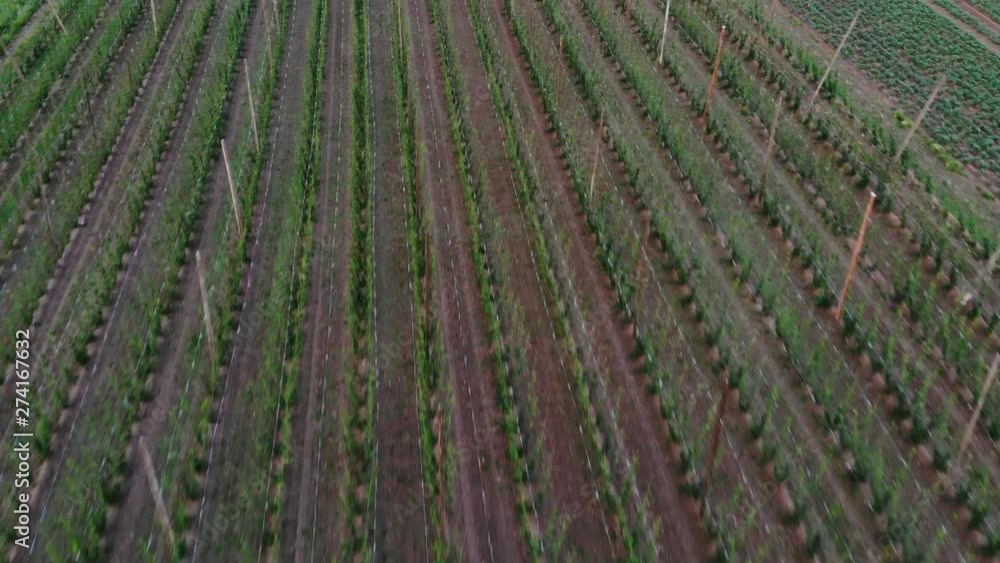 drone shot of a hop field in Germany drone shot of a hop field in Germany