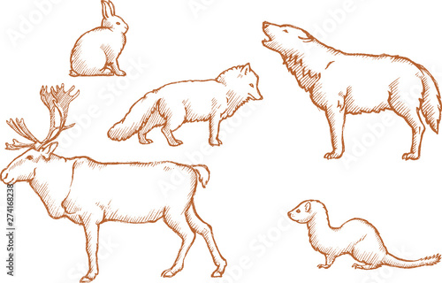 Arctic Land Animals Set