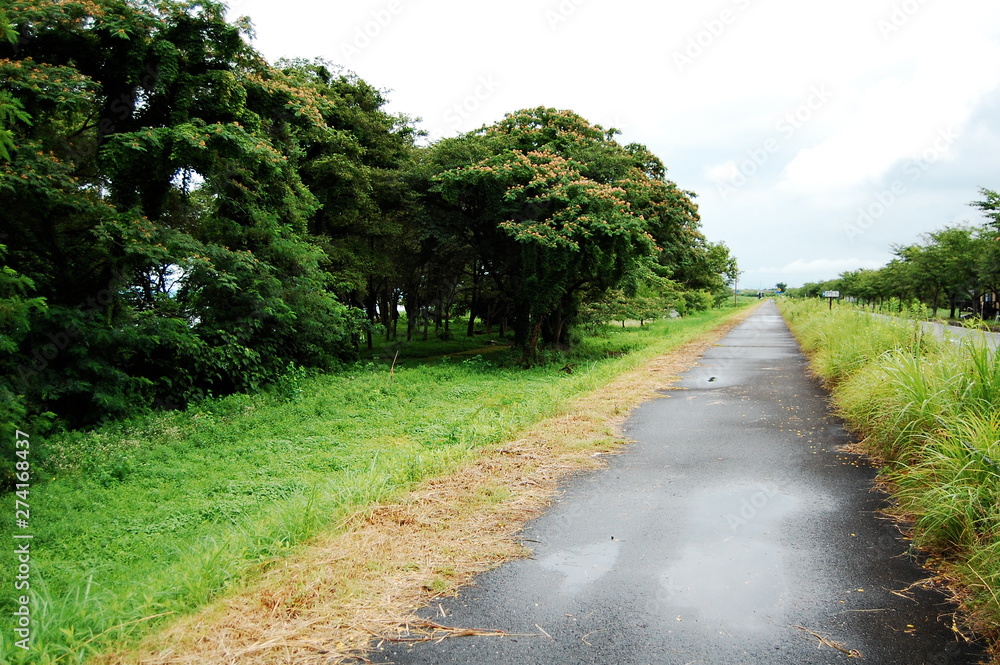 緑とアスファルトの歩道