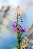 Flowers of fireweed and meadow fescue on a bright sunny day. Close-up